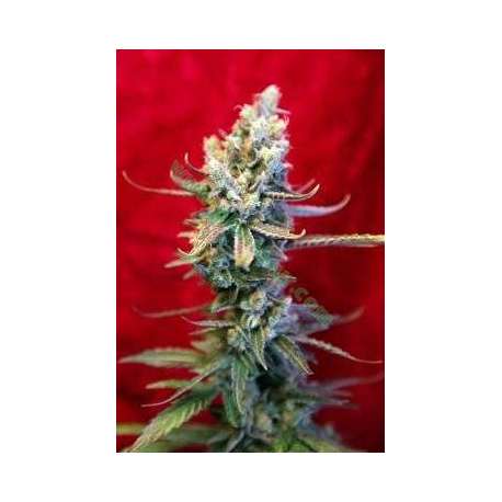 15 UND REG - REVOLUTION * REGGAE SEEDS 15 UND REGULARES