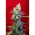 15 UND REG - REVOLUTION * REGGAE SEEDS 15 UND REGULARES