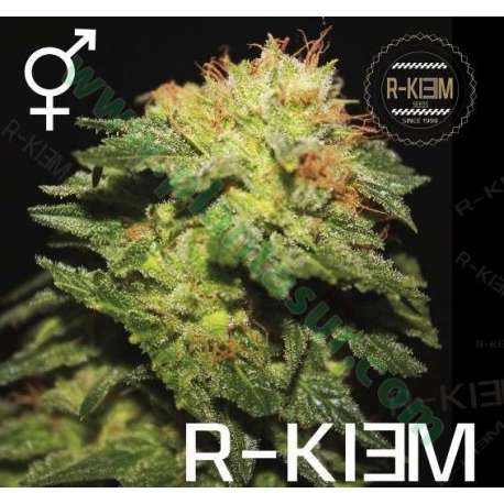 1 UND REG - R-KIEM * R-KIEM SEEDS REGULAR 1 UND