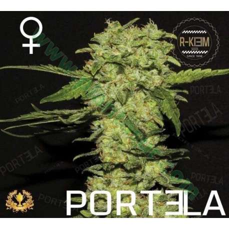 3 UND FEM - PORTELA * R-KIEM SEEDS 3 UND FEMINIZADAS
