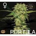 3 UND FEM - PORTELA * R-KIEM SEEDS 3 UND FEMINIZADAS