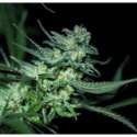 3 UND FEM - ELI * R-KIEM SEEDS 3 UND FEMINIZADAS