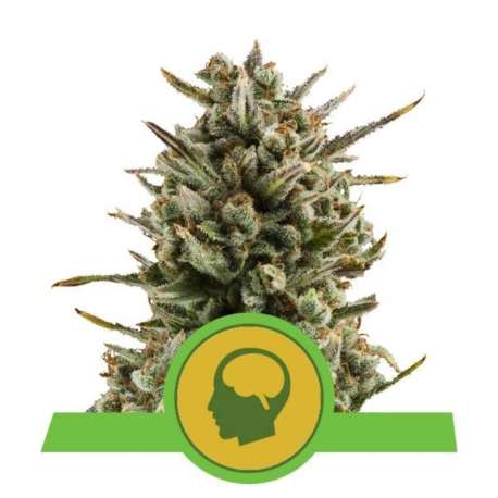 1 UND FEM - AMNESIA HAZE AUTOMATIC * ROYAL QUEEN 1 UND FEMINIZADA