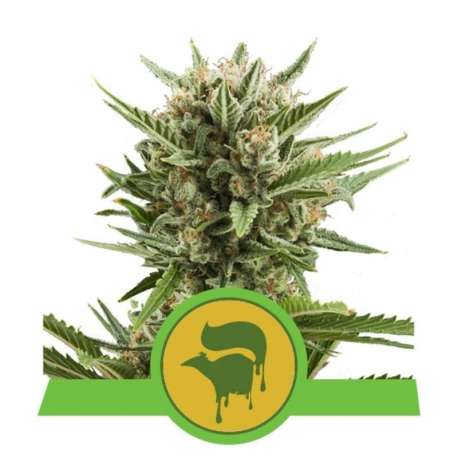 1 UND FEM - SWEET SKUNK AUTOMATIC * ROYAL QUEEN 1 UND FEMINIZADA