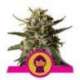 1 UND FEM - BUBBLE GUM XL * ROYAL QUEEN 1 UND FEMINIZADA