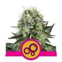 1 UND FEM - BUBBLE KUSH * ROYAL QUEEN FEMINIZADA 1 UND