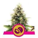 1 UND FEM - SOMANGO XL * ROYAL QUEEN FEMINIZADA 1 UND