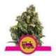 1 UND FEM - CANDY KUSH EXPRESS-FAST * ROYAL QUEEN FEMINIZADA 1 UND