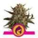 1 UND FEM - ROYAL MADRE * ROYAL QUEEN FEMINIZADA 1 UND