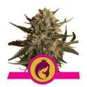 1 UND FEM - ROYAL MADRE * ROYAL QUEEN FEMINIZADA 1 UND