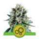 1 UND FEM - BUBBLE KUSH AUTOMATIC * ROYAL QUEEN FEMINIZADA 1 UND