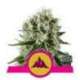 1 UND FEM - CRITICAL KUSH * ROYAL QUEEN FEMINIZADA 1 UND