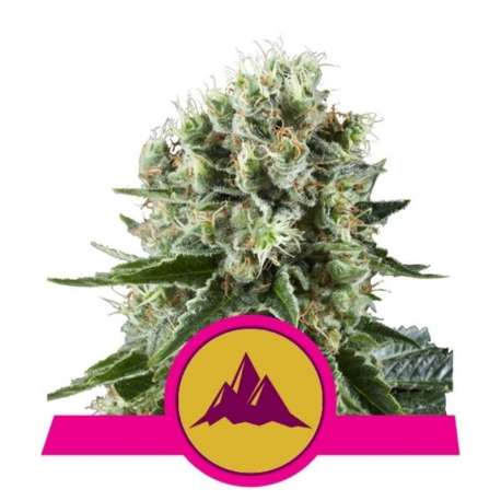 1 UND FEM - CRITICAL KUSH * ROYAL QUEEN FEMINIZADA 1 UND