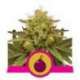 1 UND FEM - ROYAL DOMINA * ROYAL QUEEN 1 UND FEMINIZADA