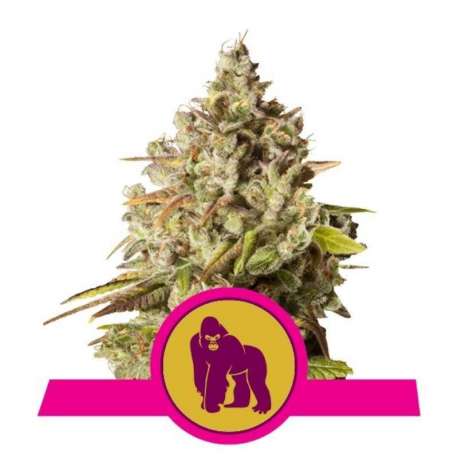 1 UND FEM - ROYAL GORILLA * ROYAL QUEEN 1 UND FEMINIZADA
