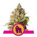 1 UND FEM - ROYAL GORILLA * ROYAL QUEEN 1 UND FEMINIZADA