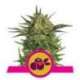 3 UND FEM - HAZE BERRY * ROYAL QUEEN 3 UND FEMINIZADAS
