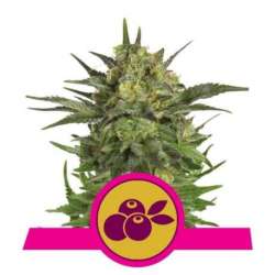 3 UND FEM - HAZE BERRY * ROYAL QUEEN 3 UND FEMINIZADAS