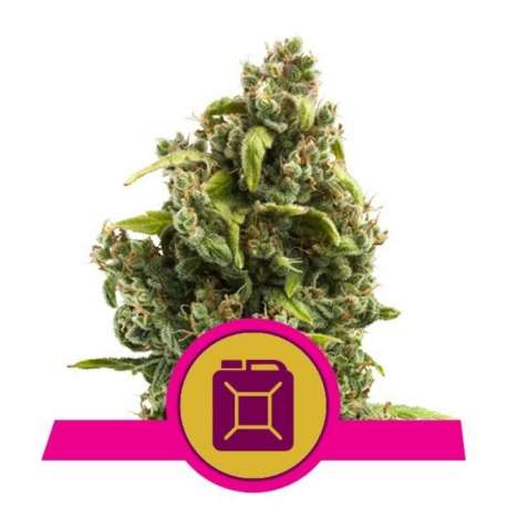 3 UND FEM - SOUR DIESEL * ROYAL QUEEN 3 UND FEMINIZADAS