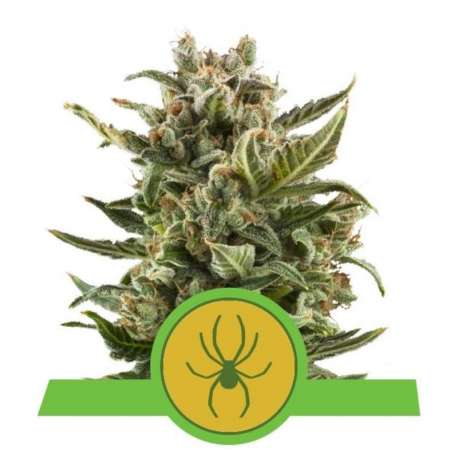 3 UND FEM - WHITE WIDOW AUTOMATIC * ROYAL QUEEN 3 UND FEMINIZADAS