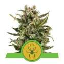 3 UND FEM - WHITE WIDOW AUTOMATIC * ROYAL QUEEN 3 UND FEMINIZADAS