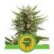 3 UND FEM - SWEET SKUNK AUTOMATIC * ROYAL QUEEN 3 UND FEMINIZADAS