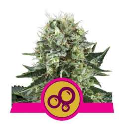3 UND FEM - BUBBLE KUSH * ROYAL QUEEN FEMINIZADA 3 UND