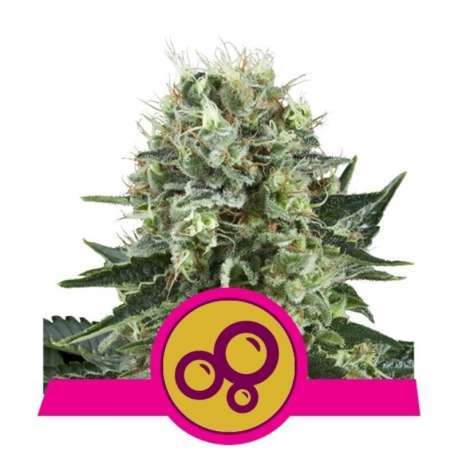 3 UND FEM - BUBBLE KUSH * ROYAL QUEEN FEMINIZADA 3 UND