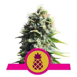 3 UND FEM - PINEAPPLE KUSH * ROYAL QUEEN FEMINIZADA 3 UND