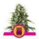 3 UND FEM - ROYAL AK * ROYAL QUEEN FEMINIZADA 3 UND
