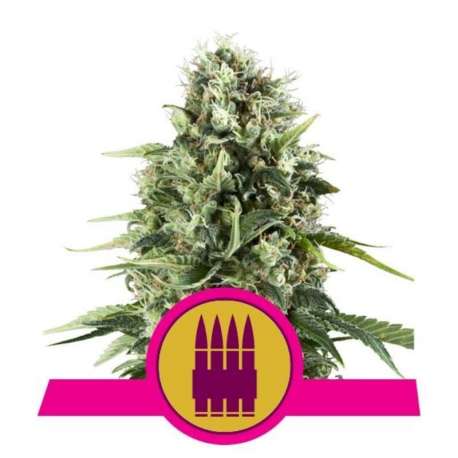 3 UND FEM - ROYAL AK * ROYAL QUEEN FEMINIZADA 3 UND