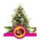 3 UND FEM - SOMANGO XL * ROYAL QUEEN FEMINIZADA 3 UND