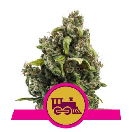 3 UND FEM - CANDY KUSH EXPRESS-FAST * ROYAL QUEEN FEMINIZADA 3 UND