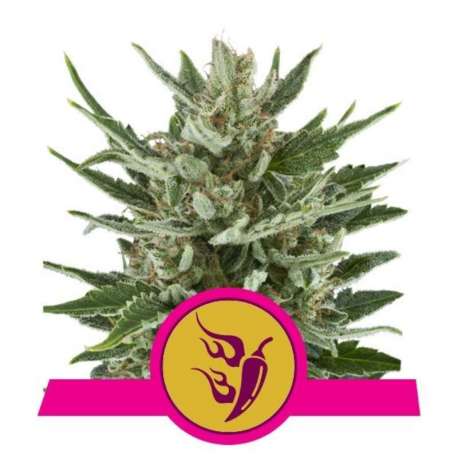3 UND FEM - SPEEDY CHILE-FAST * ROYAL QUEEN FEMINIZADA 3 UND