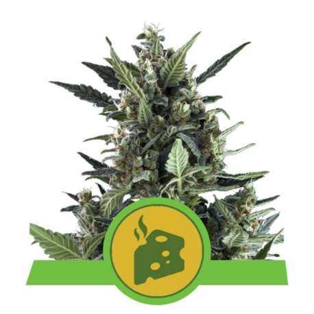 3 UND FEM - BLUE CHEESE AUTOMATIC * ROYAL QUEEN FEMINIZADA 3 UND