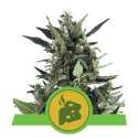 3 UND FEM - BLUE CHEESE AUTOMATIC * ROYAL QUEEN FEMINIZADA 3 UND