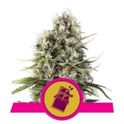 3 UND FEM - CHOCOLATE HAZE * ROYAL QUEEN FEMINIZADA 3 UND
