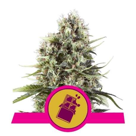 3 UND FEM - CHOCOLATE HAZE * ROYAL QUEEN FEMINIZADA 3 UND