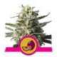 3 UND FEM - LEMON SHINING SILVER HAZE * ROYAL QUEEN FEMINIZADA 3 UND
