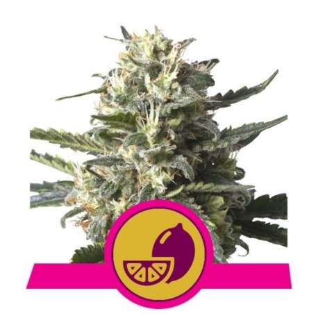 3 UND FEM - LEMON SHINING SILVER HAZE * ROYAL QUEEN FEMINIZADA 3 UND