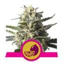 3 UND FEM - LEMON SHINING SILVER HAZE * ROYAL QUEEN FEMINIZADA 3 UND