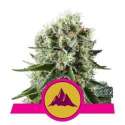 3 UND FEM - CRITICAL KUSH * ROYAL QUEEN FEMINIZADA 3 UND
