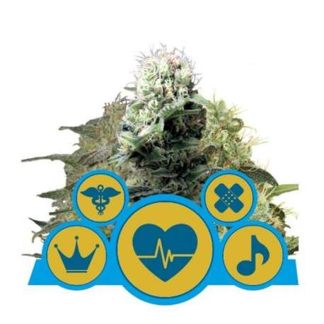 3 UND FEM - MEDICAL MIX * ROYAL QUEEN 3 UND FEMINIZADAS