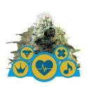 3 UND FEM - MEDICAL MIX * ROYAL QUEEN 3 UND FEMINIZADAS