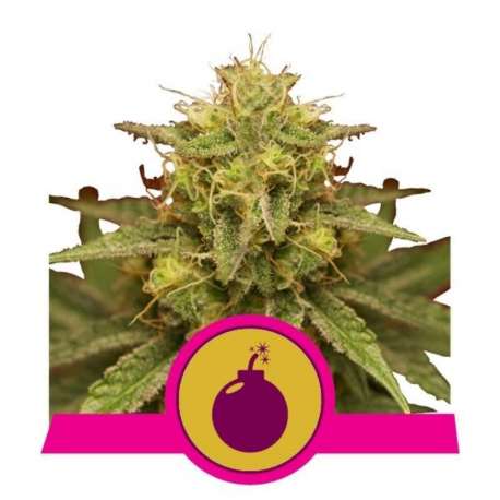 3 UND FEM - ROYAL DOMINA * ROYAL QUEEN 3 UND FEMINIZADAS