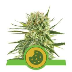 3 UND FEM - ROYAL COOKIES AUTOMATIC * ROYAL QUEEN 3 UND FEMINIZADAS