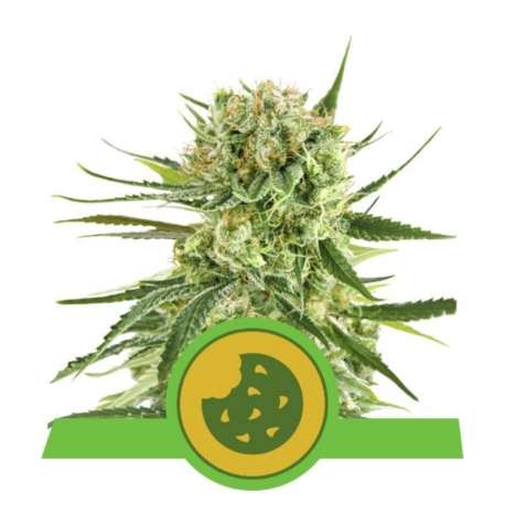 3 UND FEM - ROYAL COOKIES AUTOMATIC * ROYAL QUEEN 3 UND FEMINIZADAS