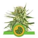 3 UND FEM - ROYAL COOKIES AUTOMATIC * ROYAL QUEEN 3 UND FEMINIZADAS