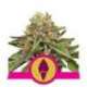 3 UND FEM - GREEN GELATO * ROYAL QUEEN FEMINIZADA 3 UND