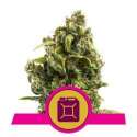 5 UND FEM - SOUR DIESEL * ROYAL QUEEN 5 UND FEMINIZADAS